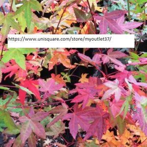 Oliver Maple Seeds - Tree Seeds - BOGO